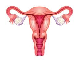 baarmoeder. vrouw voortplantings- systeem. vector illustratie geïsoleerd Aan wit achtergrond