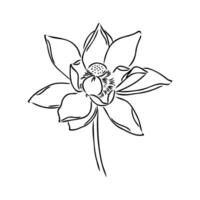lotus vector schetsen