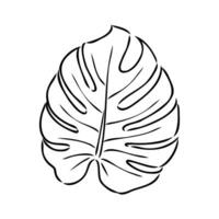 monstera blad vector schetsen