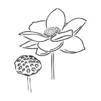 lotus vector schetsen