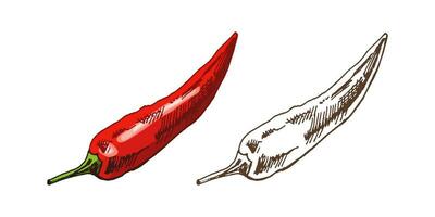 biologisch voedsel. hand- getrokken retro stijl gekleurde en monochroom vector schetsen van chili paprika's. tekening wijnoogst illustratie. gegraveerde afbeelding.