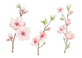 Afdeling van kers bloesem illustratie. waterverf schilderij sakura geïsoleerd Aan wit achtergrond. Japans bloem reeks vector