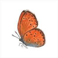 waterverf vliegend schaars koper vlinder. oranje insect in zwart vlek. hand- getrokken illustratie vector