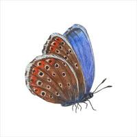 vliegend blauw bruin vlinder. koperen vlinder, insect, lepidoptera. zespoot. hand- getrokken illustratie vector