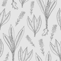 naadloos patroon met kurkuma. medisch botanisch plant, wortel, bladeren. hand- getrokken zwart en wit textuur. vector