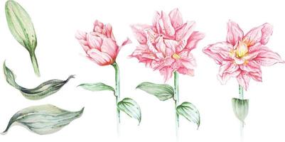 set lily watercolor.pink lily flower set, tekenen met aquarel geïsoleerd op een witte background.hand getekende illustratie, de heldere flowers.lilies met aquarel. vector