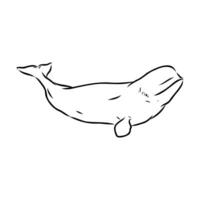 beluga walvis vector schetsen