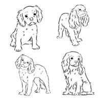 cavalier koning Charles hond vector schetsen