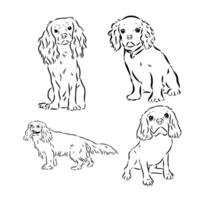 cavalier koning Charles hond vector schetsen