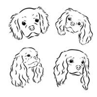 cavalier koning Charles hond vector schetsen