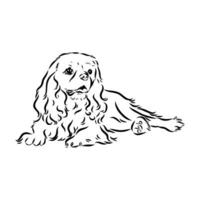 cavalier koning Charles hond vector schetsen