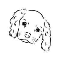 cavalier koning Charles hond vector schetsen