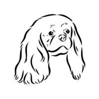 cavalier koning Charles hond vector schetsen