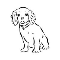 cavalier koning Charles hond vector schetsen