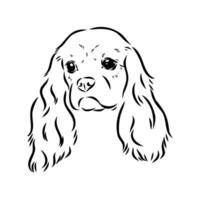 cavalier koning Charles hond vector schetsen