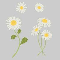 madeliefje bloem clip art verzameling reeks vector