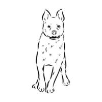 Australisch vee hond vector schetsen