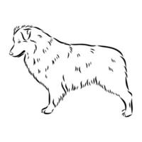 Australisch herder hond vector schetsen