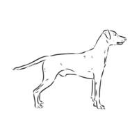 oostenrijks pinscher vector schetsen