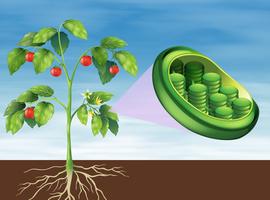 chloroplast in plant vector