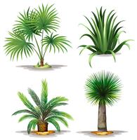 Palm planten