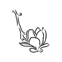magnolia bloem vector schetsen