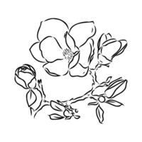 magnolia bloem vector schetsen