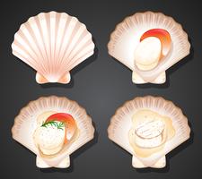 Set scallops scène vector