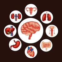 menselijke organen rond de hersenen vector