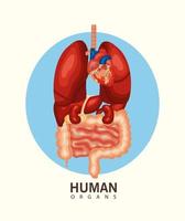 interne menselijke organen vector