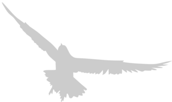 vogel vector