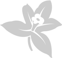 bloem vanille vector