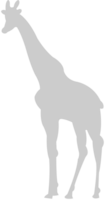 giraffe vector