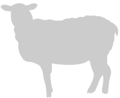 schapen vector