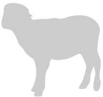 schapen vector