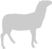 schapen vector
