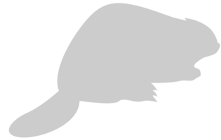 bever vector