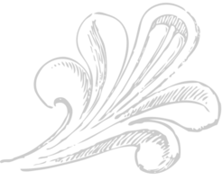 decoratie acanthus vector