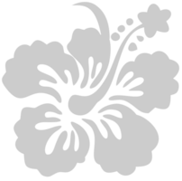 Hibiscus bloem vector