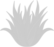 aloë plant vector