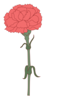 anjer bloem vector