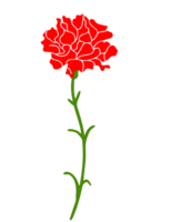 anjer bloem vector