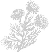 bloem exotisch vector