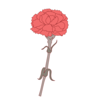 anjer bloem vector