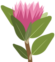 protea bloem vector