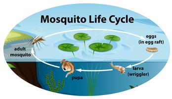 Levenscyclus van mousquito vector
