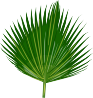 palm vector