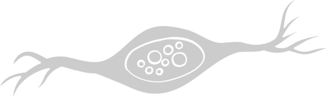 neuron biologie vector