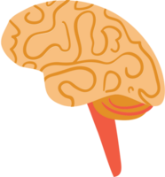 hersenen vector