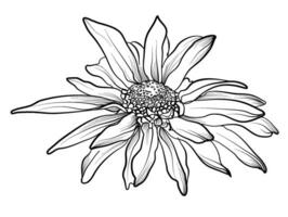 hand- tekening van een chrysant bloem vector illustratie